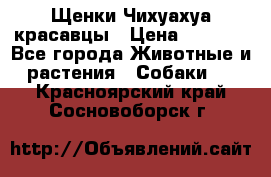 Щенки Чихуахуа красавцы › Цена ­ 9 000 - Все города Животные и растения » Собаки   . Красноярский край,Сосновоборск г.